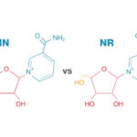 NMN vs. NR – Which Longevity Supplement Works