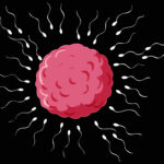 Everything You Need To Know About The Natural Ways of Boosting Sperm Count